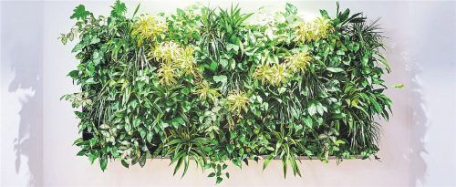 Grüner Blickfang: Grünpflanzen an der Wand sind so schön wie Bilder. Foto dpa