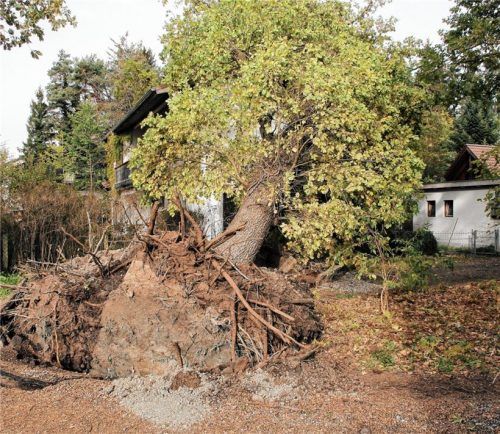 In der Peter-Rosegger-Straße fiel ein entwurzelter Baum auf ein Wohnhaus.Foto jre