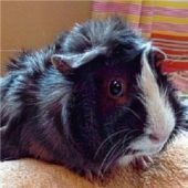 Meerschweinchen kamen gleich kartonweise