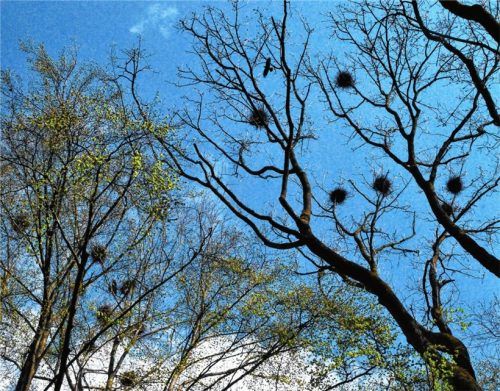 Nestbau mit Folgen: Die Krähen vermehren sich explosionsartig. Fotos Knarr