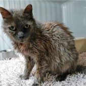 Katzendame sucht liebevolles Zuhause