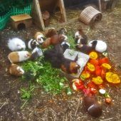 Tierischer Vermisstenfall