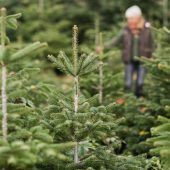 Bio-Christbäume immer beliebter