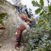 Waldbesitzer fürchten Preisverfall