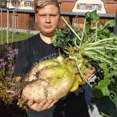 Prachtexemplar: Rettich bringt 14 Kilogramm auf die Waage