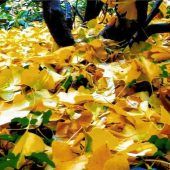 Wie ein goldener Teppich