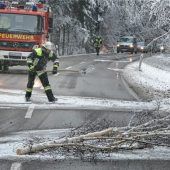 Erster Schnee legt Bäume um