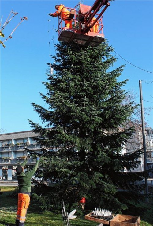 An die 400 Lichter trägt der Baum am Edmund-Bergmann-Platz.