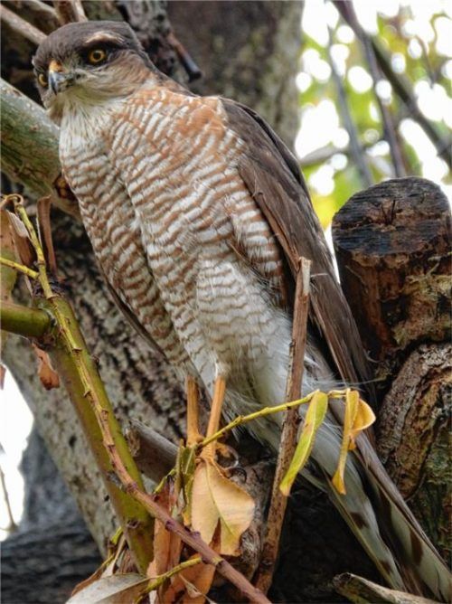 Angriffslustig: Sperbersprinz auf der Lauer. Foto Hoheneder