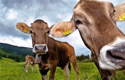 Grüne Wiesen und Kühe auf der Weide: ein typisches Landschaftsbild aus der Region.Foto dpa