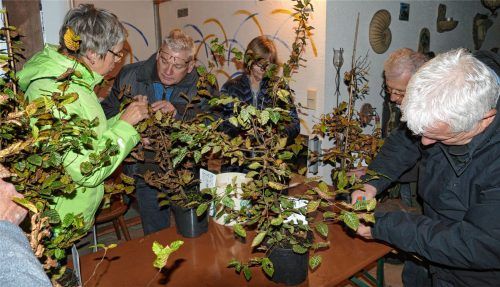 Mit Freude und Akribie waren die Mitglieder des Freundeskreises Kieferer Zwergbäumchen bei der Sache. Aus scheinbar unentwirrbarem Geäst entstand so manche schon jetzt durchaus vorzeigbare junge Hainbuche.Foto hoffmann