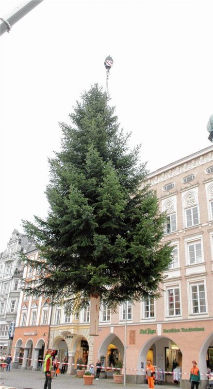 Schwebezustand: Vom Anhänger geladen, wird der Baum mit einem Kran in die richtige Position gebracht.
