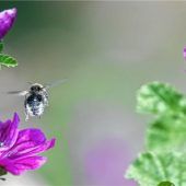 Blühende Landschaften: Dank an die Landwirtschaft