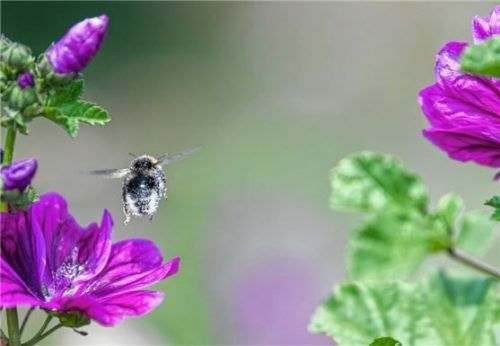 Wildblumen am Ackerrand bieten Insekten wertvolle Nahrung und wichtige Lebensräume. Foto dpa