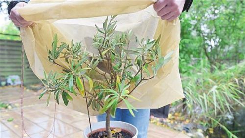 Zudecken und an die Wand: Balkonpflanzen.Foto dpa
