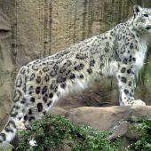 Das sind echte Schnee-Tiere