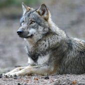 Wolfsbeute: Fünf Schafe und drei Kälber