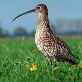 Wiesenvögel kämpfen ums Überleben