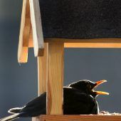 Nur die Amsel ist ein Star