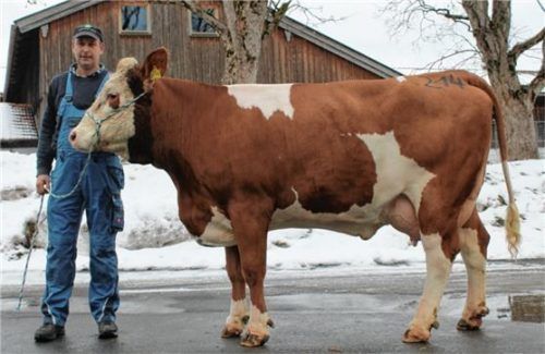 Augustin Hartl aus Brettschlaipfen Tuntenhausen stellte die erste vorgezogene Jungkuh der Wertklasse IIa vor. Foto re