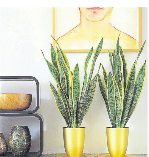 Dauergrüner Hingucker: der Bogenhanf.Foto Dpa