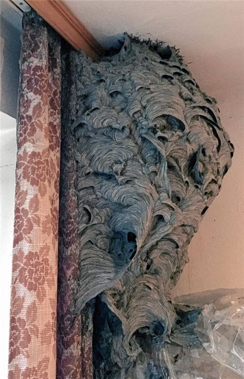 Ein Wespennest im XXL-Format: „Fantastisch in seiner Schönheit“, findet es der Künstler Peter Pohl.