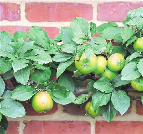 Gesund, schön fürs Auge, gut für die Umwelt: Obst im eigenen Garten. Foto dpa