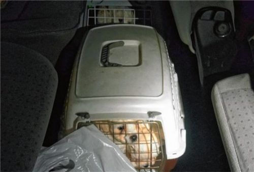 Im Fußraum vor dem Rücksitz waren die Boxen mit den Welpen verstaut. Der Platz viel zu wenig für die Tiere, die zudem noch nicht von der Mutter hätten getrennt werden dürfen. Foto  Bundespolizei