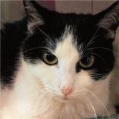 Kater Andy – ein kleines Träumerli