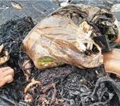 Bürger werfen nicht Plastikmüll ins Meer