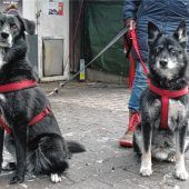 Zuhause für Nanook und Lana gesucht
