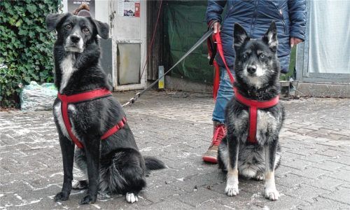 Zwei treue Seelen, die die Welt nicht mehr verstehen. Nach vielen Jahren in ihrer Familie sind sie plötzlich „aus Zeitmangel“ im Tierheim gelandet. Nun hoffen Nanook (rechts) und Lana auf ein Weihnachtswunder und ein schönes neues Zuhause, in das sie gemeinsam ziehen dürfen.Foto kme