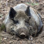 Bauern für Wildschwein-Abschuss