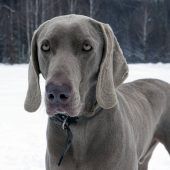 Jäger erschießt wildernden Hund