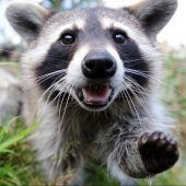 Jäger schießen immer mehr Waschbären