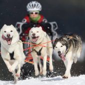 Schlittenhunderennen fällt aus – wegen zu viel Schnee