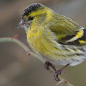 Das Vogelparadies liegt im Süden Bayerns