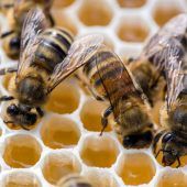 Das Bienen-Volksbegehren von A bis Z