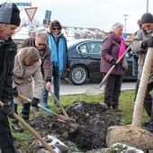 Gartler pflanzen Baum am Friedhofsvorplatz