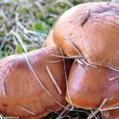 Schwammerl nach dem Schnee