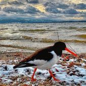Seltener Gast am Bayerischen Meer