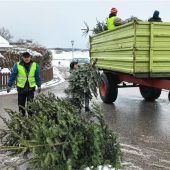 UWG: So viele Christbäume wie nie gesammelt