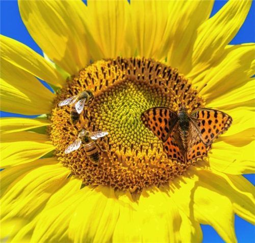 Bedroht: Bienen und Insekten aller Art. Foto dpa