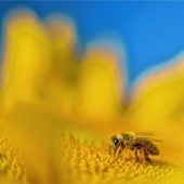 Bienen, Bauern, Blühstreifen