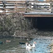 Brücke für Bauern braucht kein Geländer