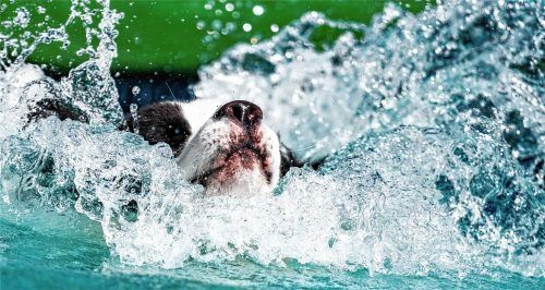 Ein Bild, das die Gemeinde Eggstätt am Hartsee nicht sehen möchte: Ein Hund, der sich im Wasser erfrischt. Foto Peter Steffen