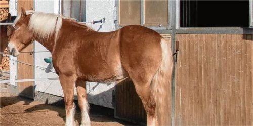 Ein Sodomist hat in der Nacht auf Dienstag eine Stute in ihrer Box in einem Paddock-Stall in Aschau mit einem Gegenstand missbraucht.Foto Archiv/Re