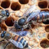 Es geht nicht nur um Honigbienen