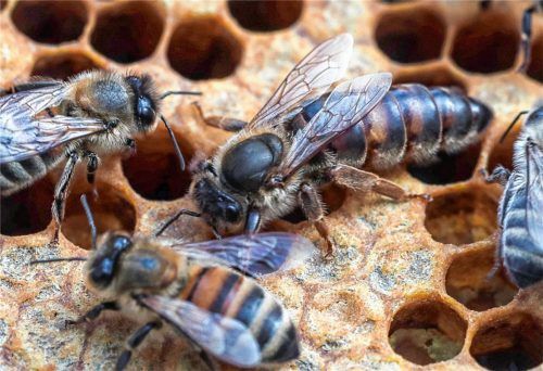 Ein Volksbegehren will die Artenvielfalt in Bayern bewahren. Aufhänger ist der Rückgang der Bienenbestände. Doch von der Landwirtschaft kommt heftige Kritik am „Kleingedruckten“. Foto dpa