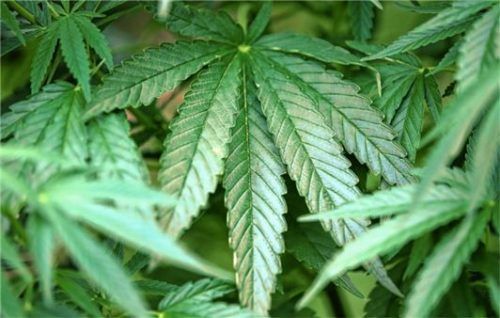 Eine geringe Menge Cannabis fanden Polizisten Anfang des Jahres bei der Kontrolle eines 32-Jährigen. Die Pflanze wird auch zur Schmerzlinderung eingesetzt. Foto dpa